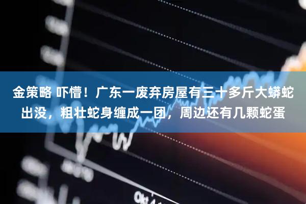 金策略 吓懵！广东一废弃房屋有三十多斤大蟒蛇出没，粗壮蛇身缠成一团，周边还有几颗蛇蛋