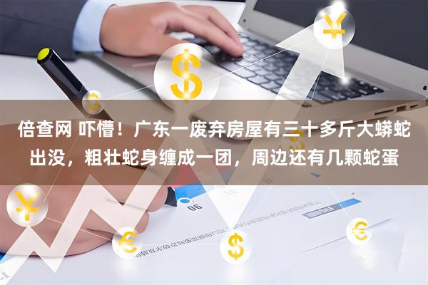 倍查网 吓懵！广东一废弃房屋有三十多斤大蟒蛇出没，粗壮蛇身缠成一团，周边还有几颗蛇蛋